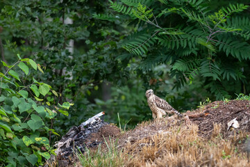 Wild Hawk in the woods.
