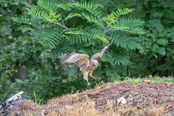 Wild Hawk in the woods.