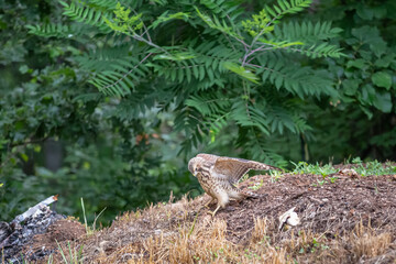 Wild Hawk in the woods.