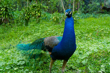 Obraz premium A beautiful manicured peacock walks in a green bird park.