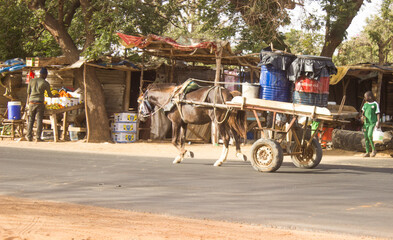 Obraz premium cheval