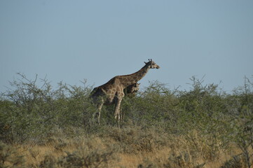 Wild African Giraffes in Etosha National Park, Namibia