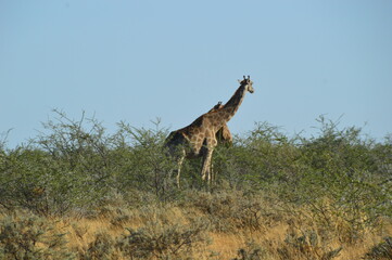 Naklejka na ściany i meble Wild African Giraffes in Etosha National Park, Namibia