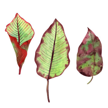 Hand-drawn watercolor tropical leaves in high quality. Concept for drawing up designs, cards, stickers, invitations