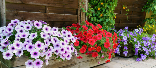 Fototapeta na wymiar colorful flowers for balcony or terrace, banner