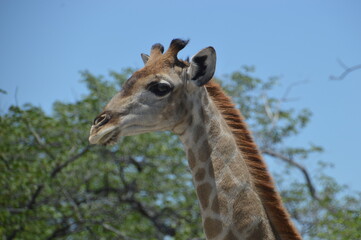 Wild African Giraffes in Etosha National Park, Namibia