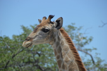 Wild African Giraffes in Etosha National Park, Namibia