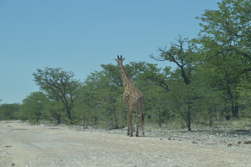 Wild African Giraffes in Etosha National Park in Namibia