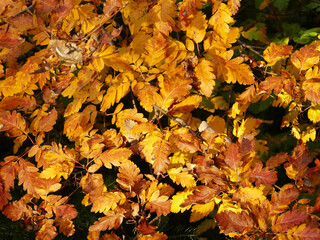 Oak leaves in the autumn - texture