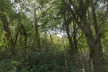 Fototapeta premium Forest trail on a sunny day in The Noordhollands Duinreservaat, The Netherlands