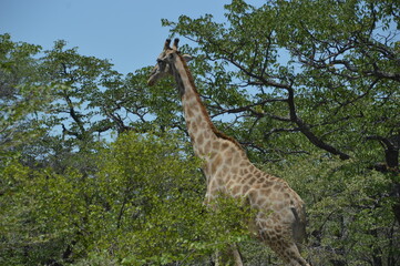 Wild African Giraffes in Etosha National Park in Namibia