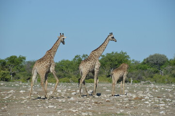 Fototapeta na wymiar Wild African Giraffes in Etosha National Park in Namibia