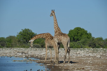 Wild African Giraffes in Etosha National Park in Namibia