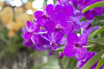 Fototapeta na wymiar purple orchids flower on a leaf and flower blured background.spring orchid flowers taken at an exhibition in Thailand during the day time.selective focus.