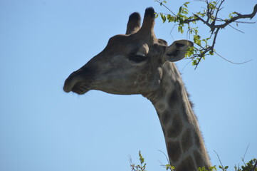 Wild African Giraffes in Etosha National Park in Namibia