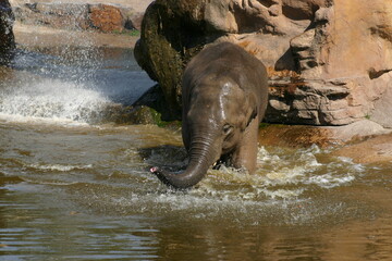 Fototapeta premium Asian Elephant