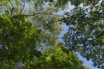 Forest trail on a sunny day in The Noordhollands Duinreservaat, The Netherlands