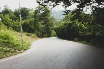 Beautiful  Road in green forest
