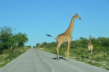 Wild African Giraffes in Etosha National Park in Namibia