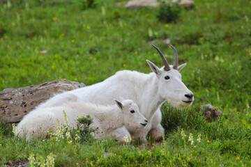 Mountain goat mother and young kid sitting in green gras in Glacier National Park, Montana