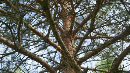 Crown or branches of an old, dry, coniferous tree. Larch has dried up in the forest.