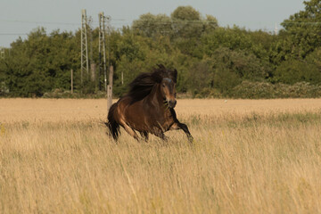Pferd, Koppel, Galopp