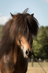 Portrait Islandpferd