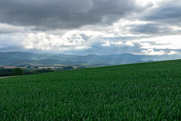 Fototapeta premium 北海道 美瑛町の夏の風景