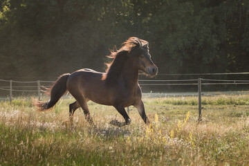 Fototapeta na wymiar Pferd mit viel Bewegung