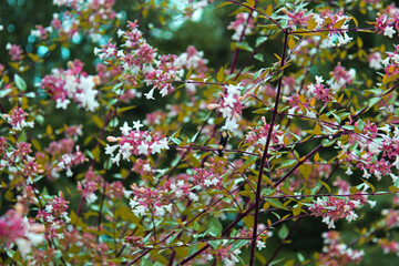 pretty pink flowers on a sunny day