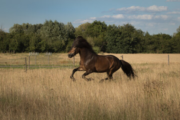 Dynamisches Islandpferd im Galopp