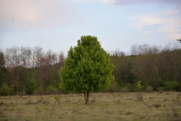 a single spring tree in the glade