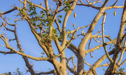 Fototapeta premium baobab