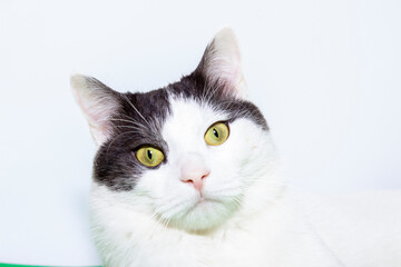 A white cat looks directly at the camera up close on a white background