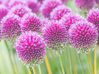 Obraz premium Allium flowers in the borders at RHS Wisley Gardens, Hampshire.