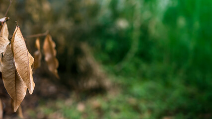Dry leaves in the branches in autumn