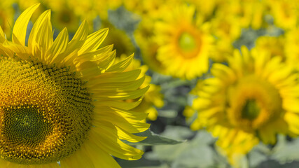 Macro view sunflower field Background with selective focus