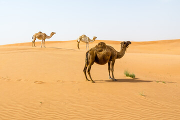Three camels in the desert grazing