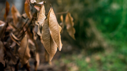 Dry leaves in the branches in autumn
