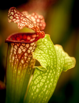 Carnivorous pitcher plants.
