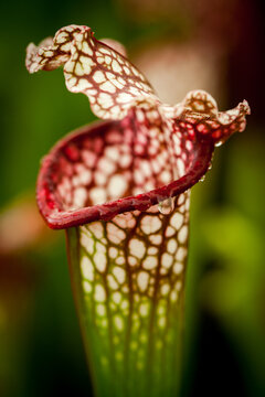 Carnivorous pitcher plants.