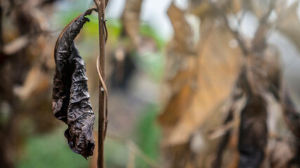 Dry leaves in the branches in autumn
