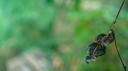 Dry leaves in the branches in autumn
