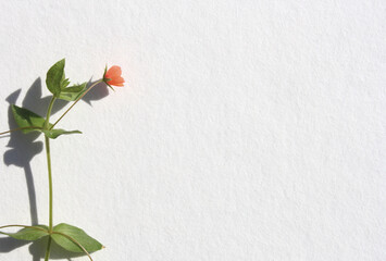 fiore spontaneo su foglio di carta ruvida, visione dall'alto, piana, fiori e piante spontanee cornice