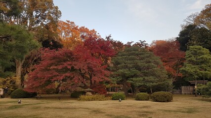Obraz premium Autumn view and sunset with maple leaves in Rikugi-en (Rikugien, 六義園) Garden in Japan 