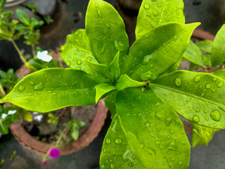Little leaves of Allamanda Cathartica plant are growing. Leaves are wet due to rain.