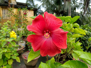 Front closeup view of a big red Hibiscus flower in a rooftop garden
