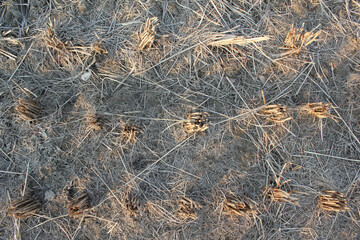 rice field after cutting paddy.