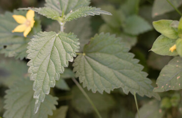 Fototapeta na wymiar Stinging nettle leaves as background. Green texture of nettle.