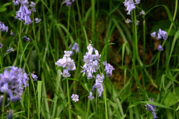 Bluebells